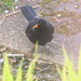 Ringed Blackbird by lifeat60degrees