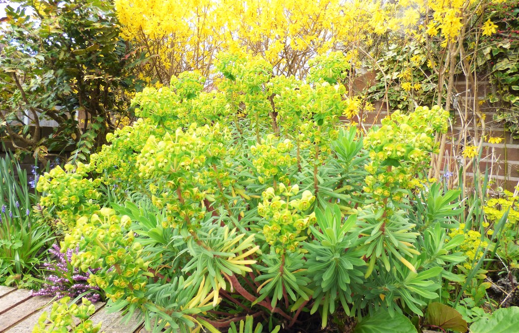 Euphorbia - amygadaloids, var robbiae by beryl