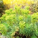 Euphorbia - amygadaloids, var robbiae by beryl