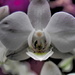 Freelensed orchid by laroque