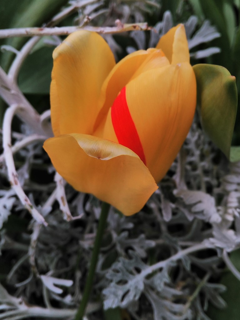 Tulip with a perfect stripe. by 30pics4jackiesdiamond