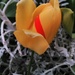 Tulip with a perfect stripe. by 30pics4jackiesdiamond