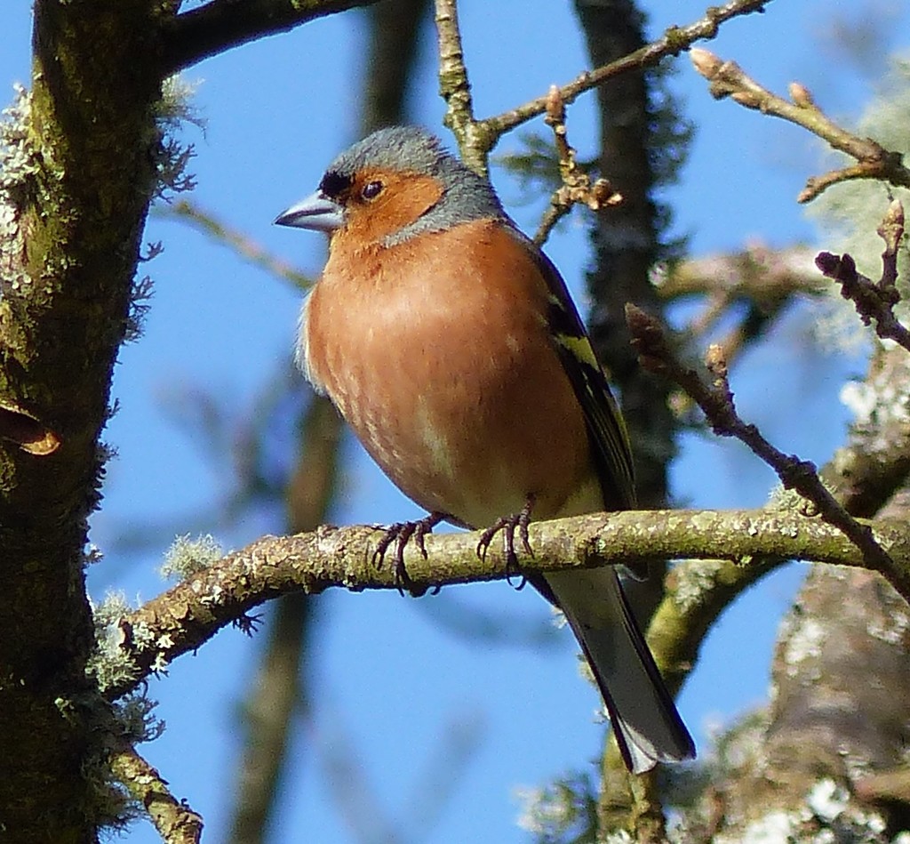  Male Chaffinch  by susiemc