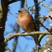  Male Chaffinch  by susiemc