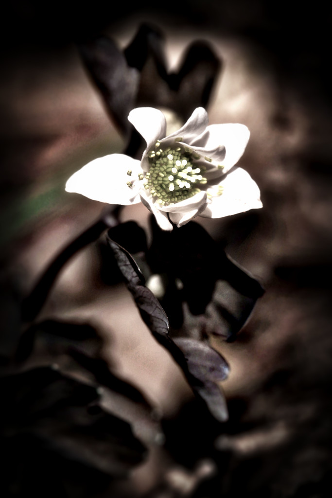 ETSOOI Flower by mzzhope