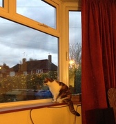 18th Apr 2016 - Cat on a windowsill