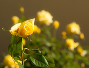 16th Apr 2016 - (Day 63) - Yellow Rose