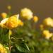 (Day 63) - Yellow Rose by cjphoto