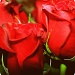 Red Roses by kerristephens
