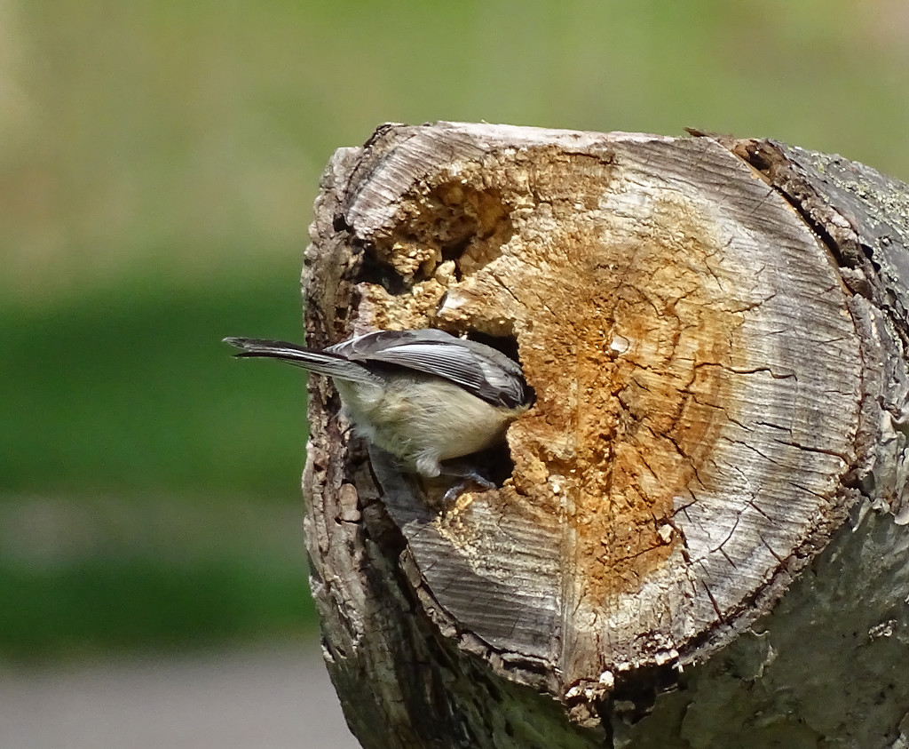 Black-capped Chickadee Excavating for a Nesting Cavity by annepann