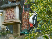 18th Apr 2016 - Woodpecker