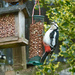 Woodpecker by shirleybankfarm