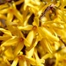 Suburban Splendour! by daffodill