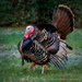 Turkey on display by mccarth1
