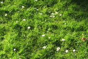 11th Apr 2016 - Daisies on the lawn