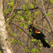Red-winged blackbird by dridsdale