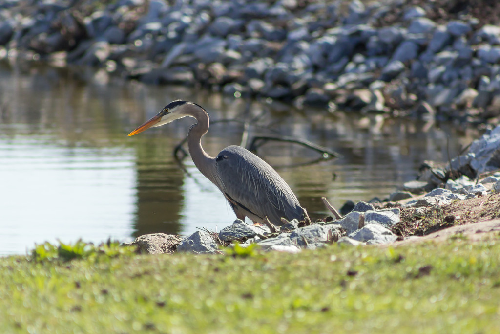Blue Heron by swchappell