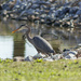 Blue Heron by swchappell