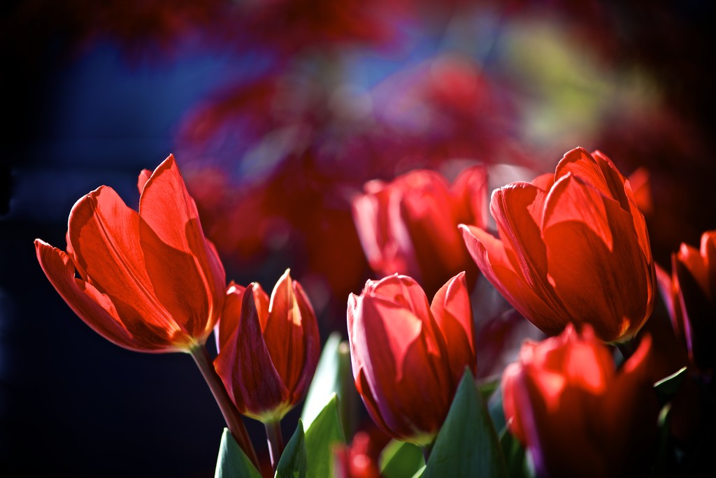 Tulip Envy by kwind