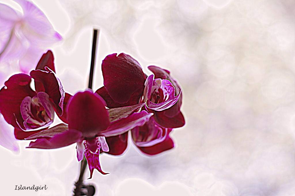 Orchid   by radiogirl