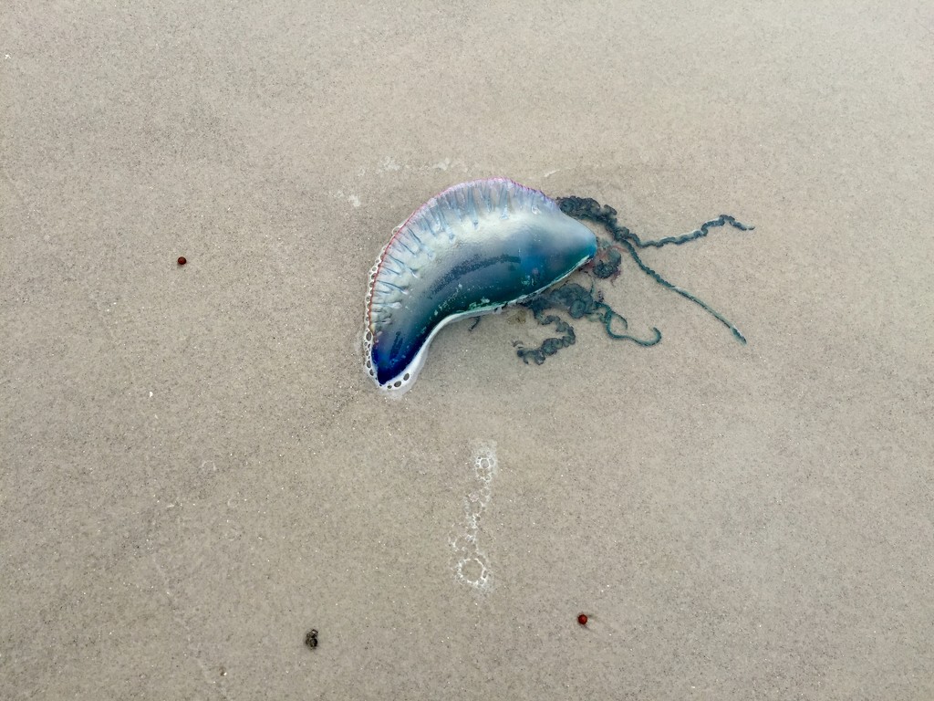 Jellyfish by kdrinkie