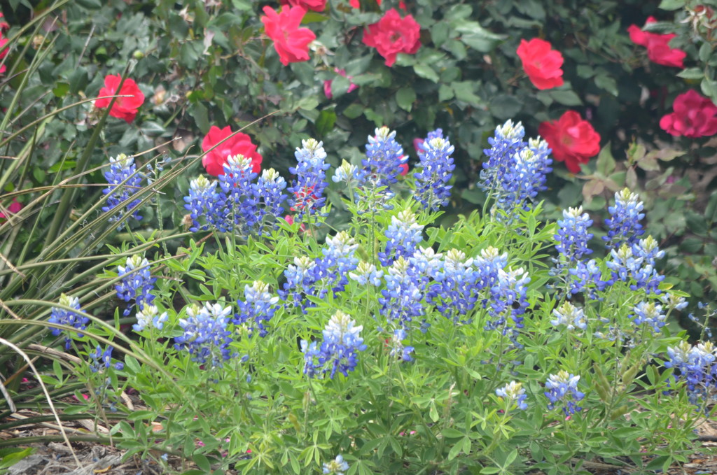 Texas blue bonnets by kdrinkie