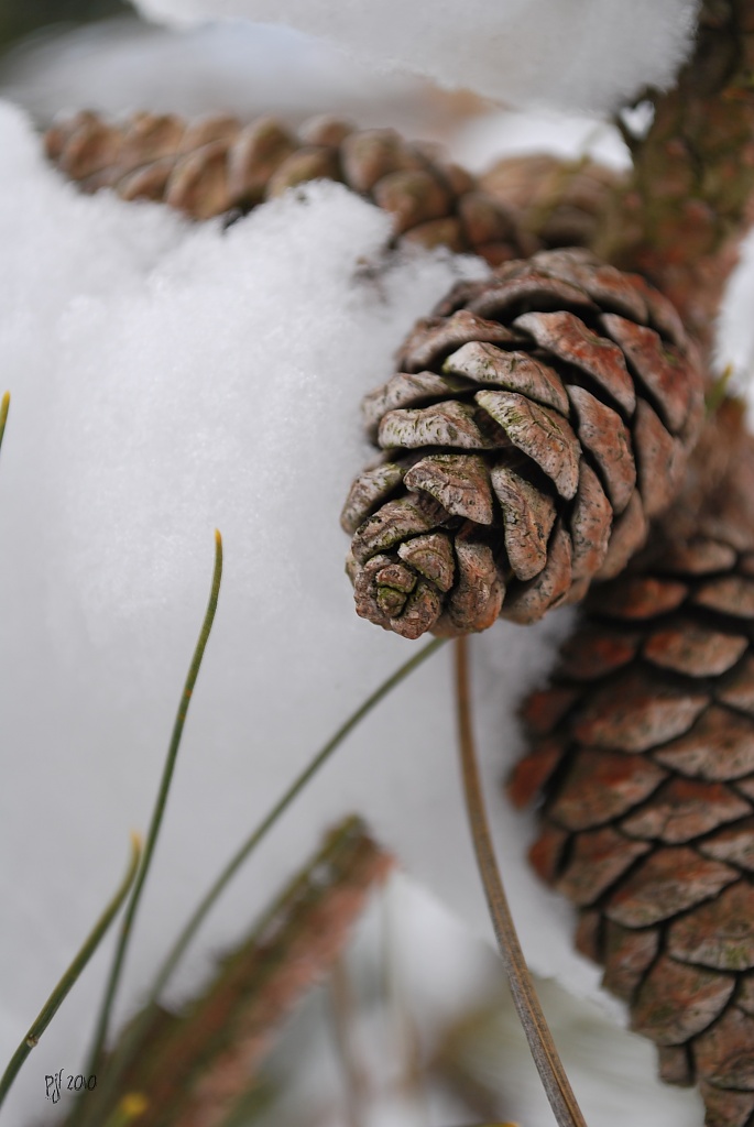 pinecones... by earthbeone