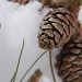 pinecones... by earthbeone