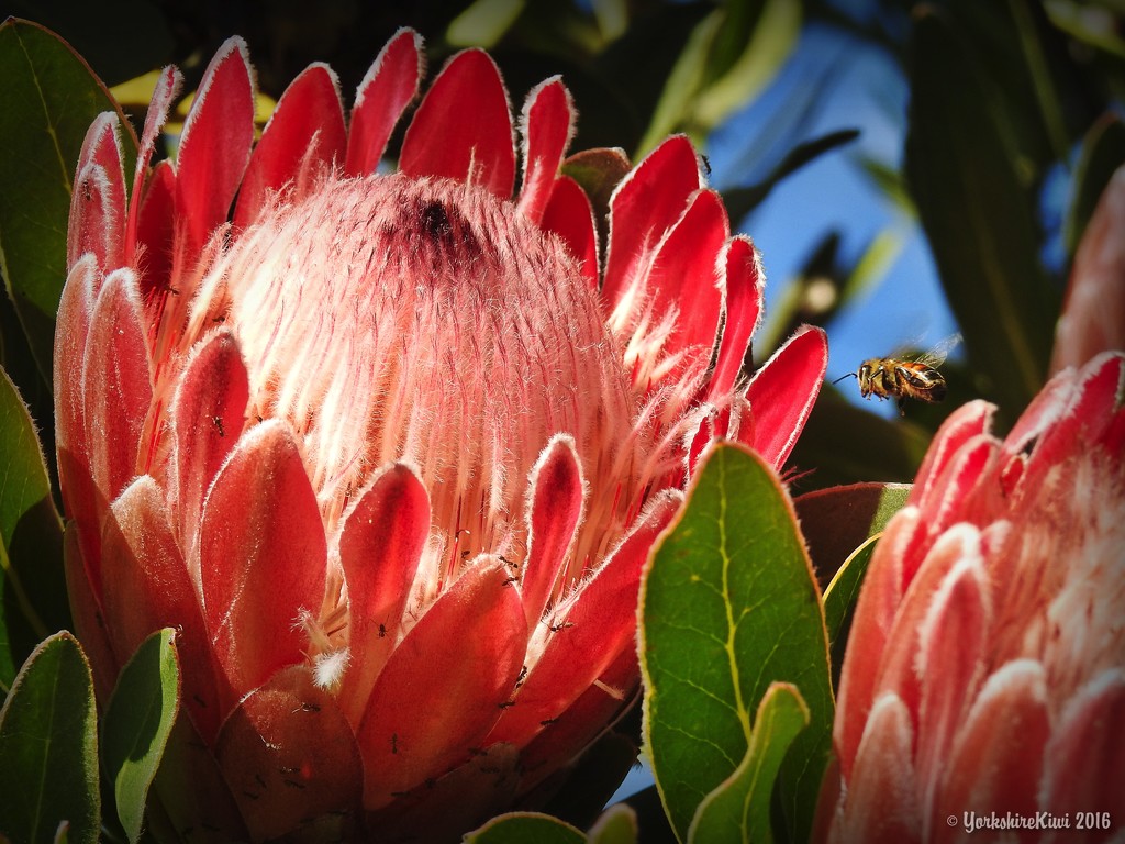 Protea and Bee by yorkshirekiwi