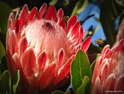 19th Apr 2016 - Protea and Bee
