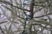 3rd Dec 2010 - tree lights...