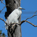 Little egret by flyrobin