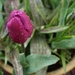 tulip in a pot by quietpurplehaze