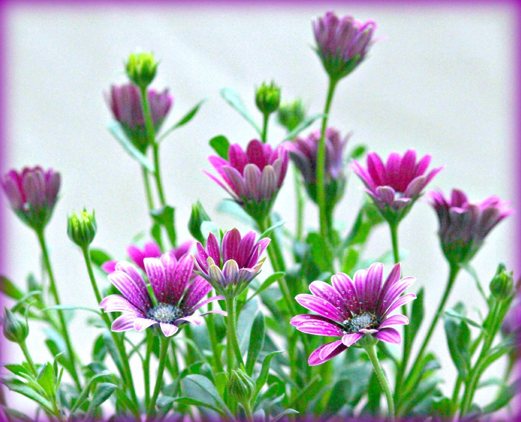 Osteospermum by wendyfrost