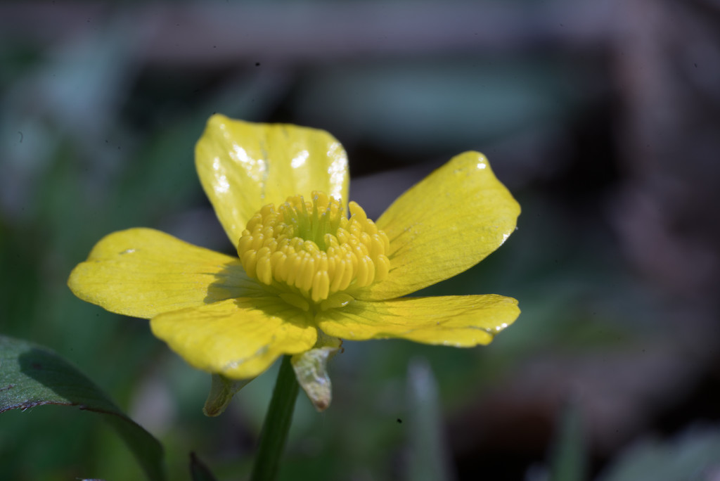 Swamp Buttercup by rminer