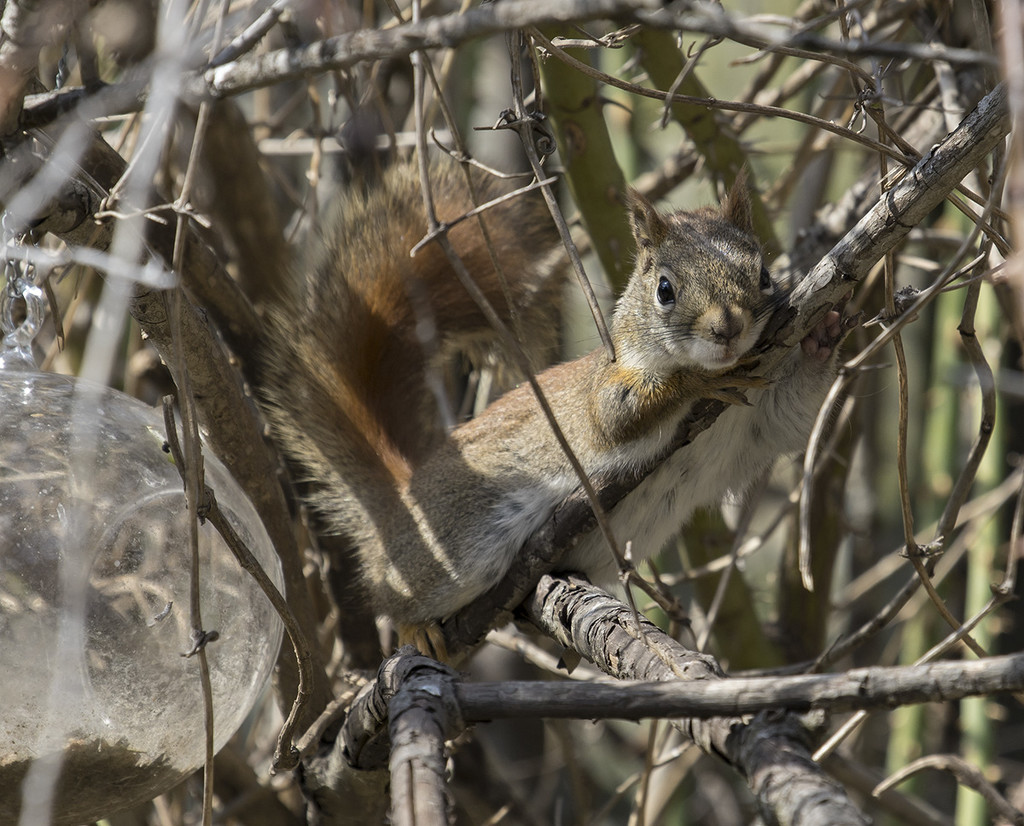 I am one with the branch... by gardencat