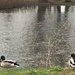 Ducks of Elkhart by wilkinscd