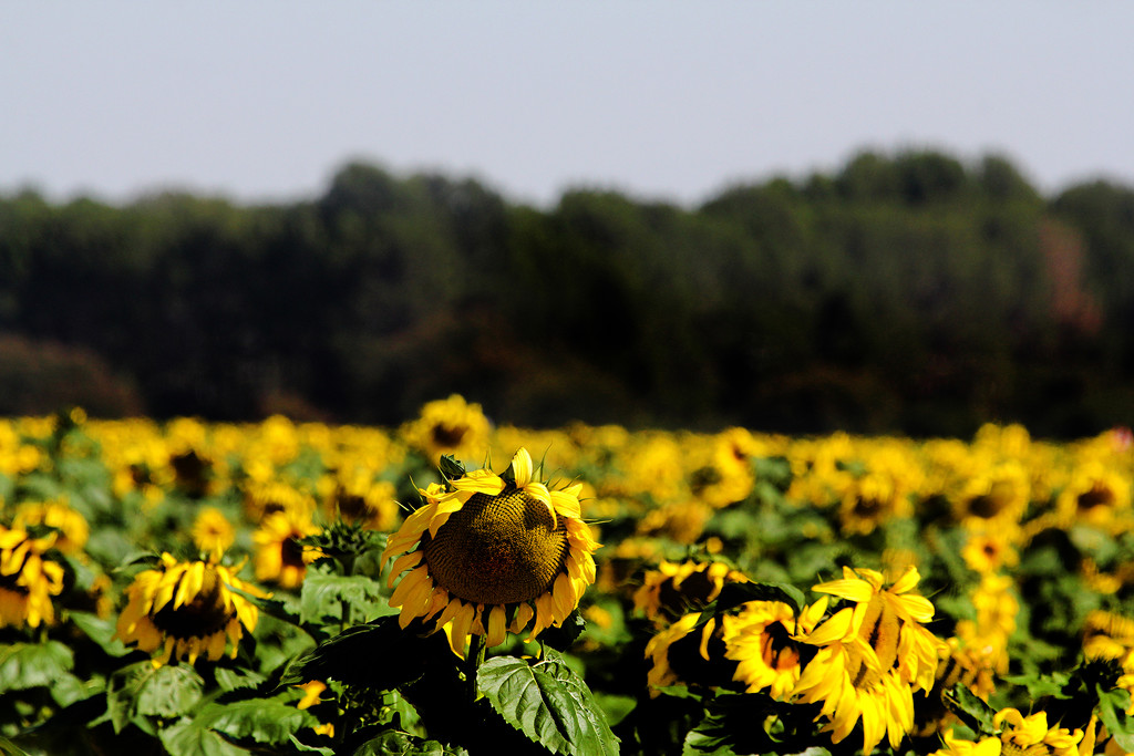 LAST SUNFLOWERS BEFORE THE WINTER by sdutoit