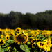 LAST SUNFLOWERS BEFORE THE WINTER by sdutoit
