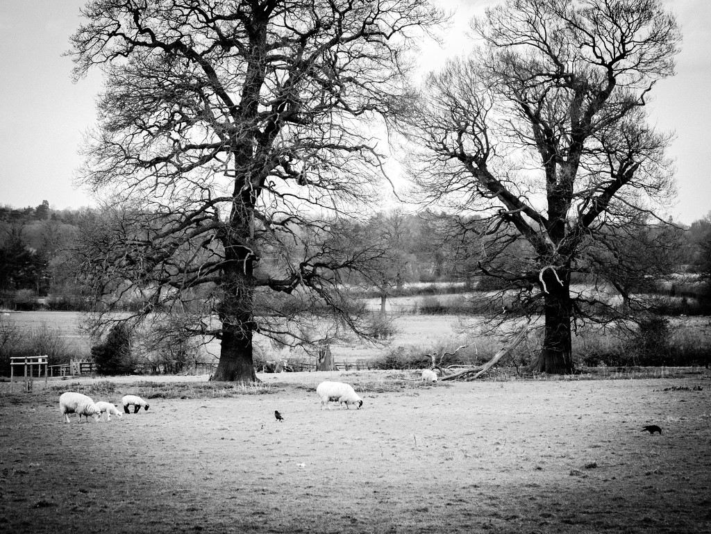 Trees and Sheep by newbank