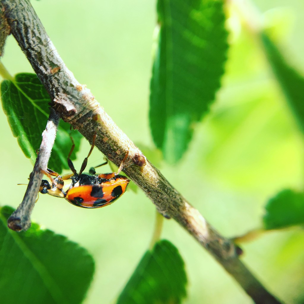 Ladybird Beetle  by kerristephens