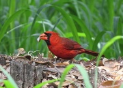 16th Apr 2016 - Male Cardinal