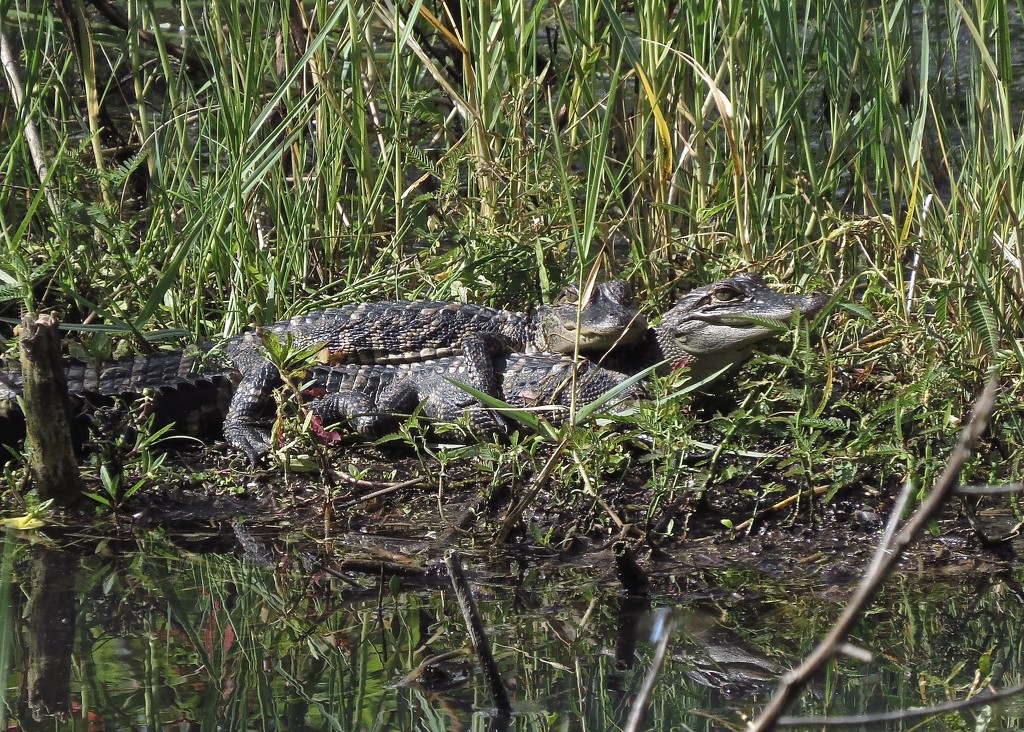 Young 'Gators by rob257