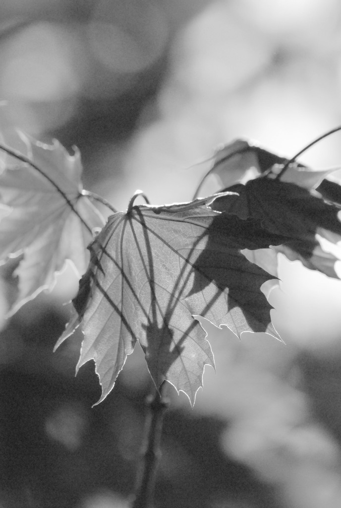 Leaves and Shadows by genealogygenie
