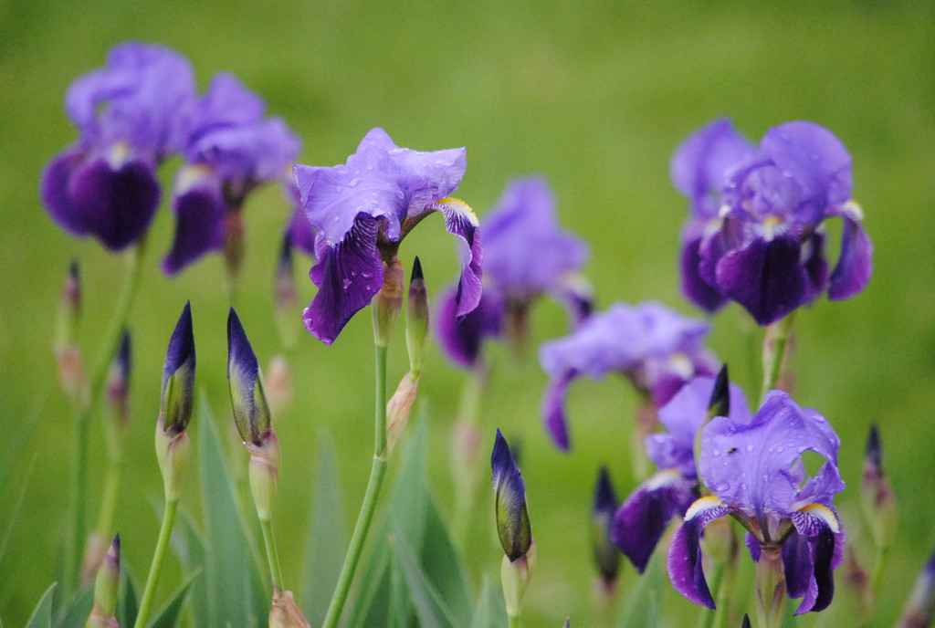 Irises in the Garden by genealogygenie