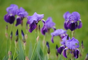 18th Apr 2016 - Irises in the Garden