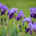 Irises in the Garden by genealogygenie