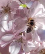19th Apr 2016 - City bees