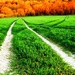 Strawberry Hill Field Tracks by ajisaac