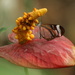 Butterfly by bizziebeeme